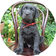 レッド(IZARA 男の子)